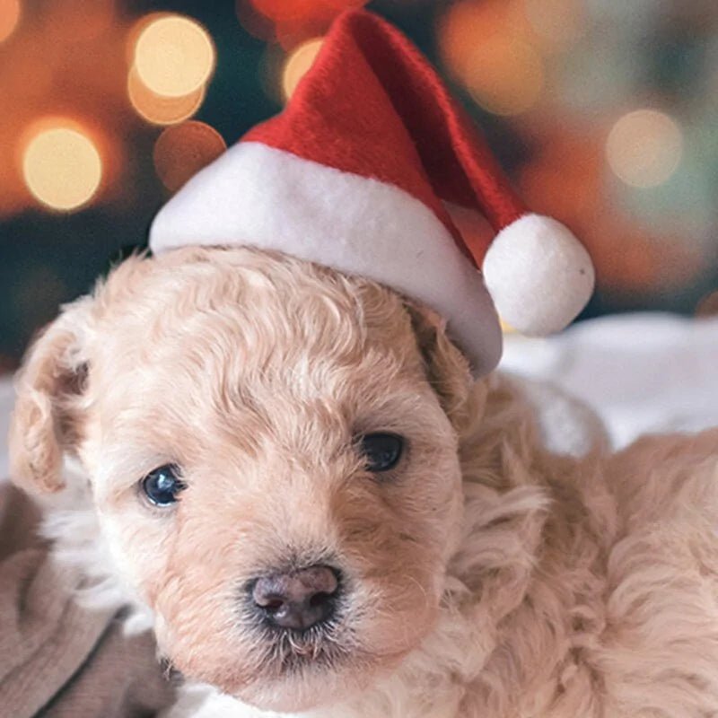 Christmas Pet Santa Hat - furrybabbies.com