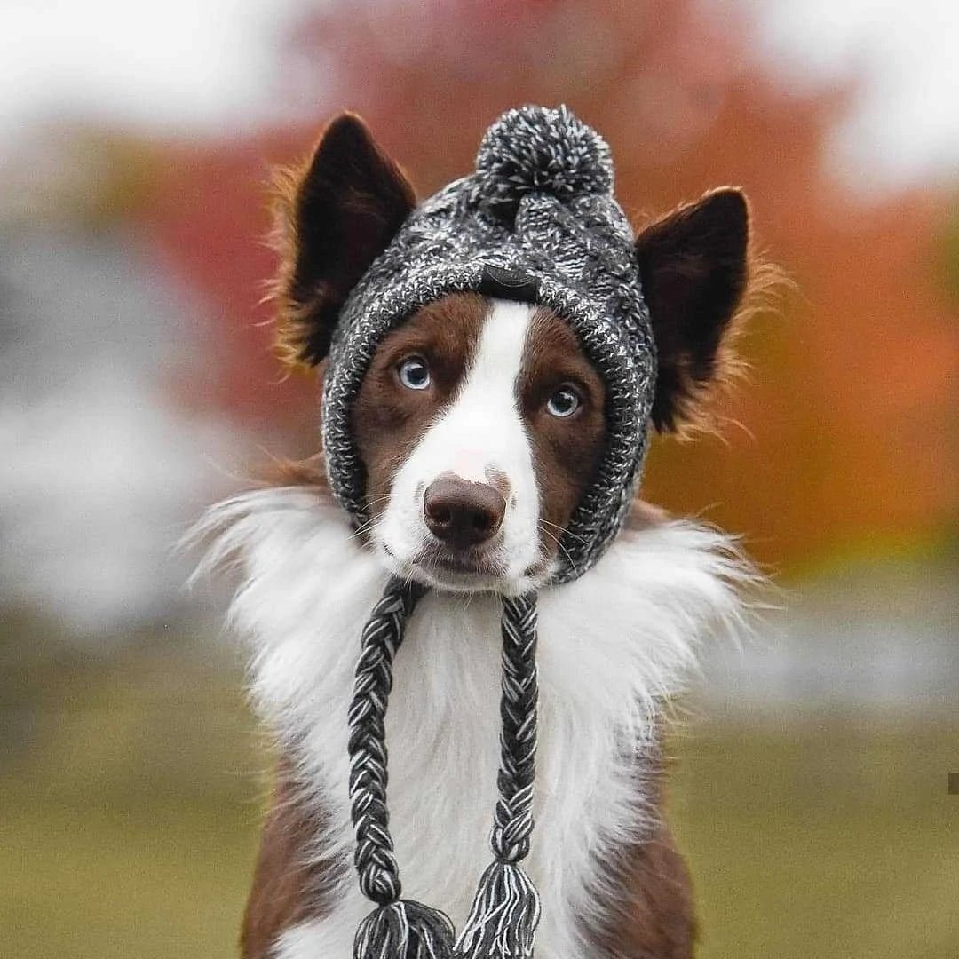 Warm Winter Pet Hat - furrybabbies.com